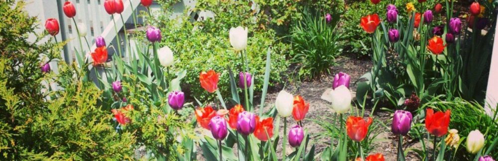 Scribbles of Stewardship